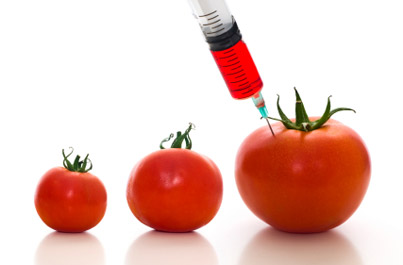 genetski modifikovani paradaj