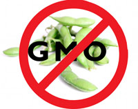 GMO soja