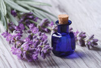 lavanda